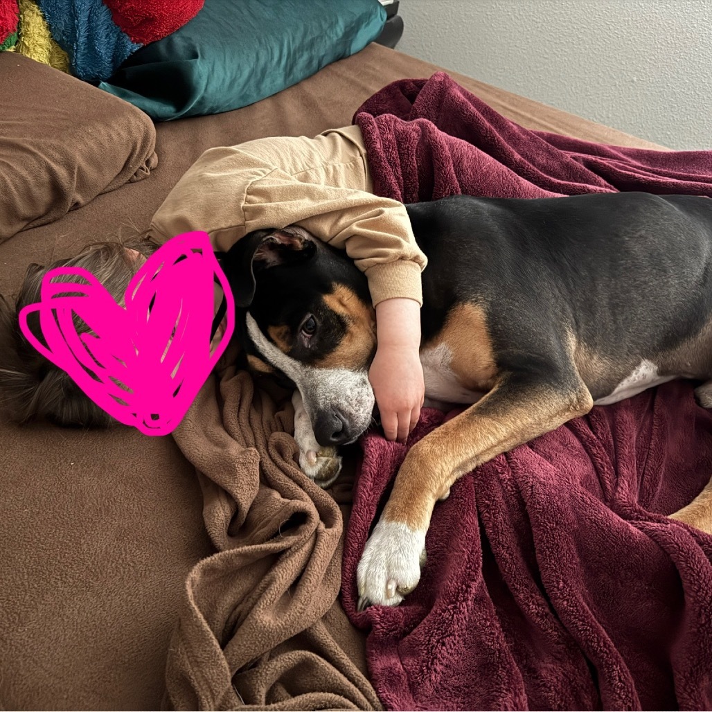 Kirby, an adoptable Mixed Breed in Bismarck, ND, 58507 | Photo Image 1