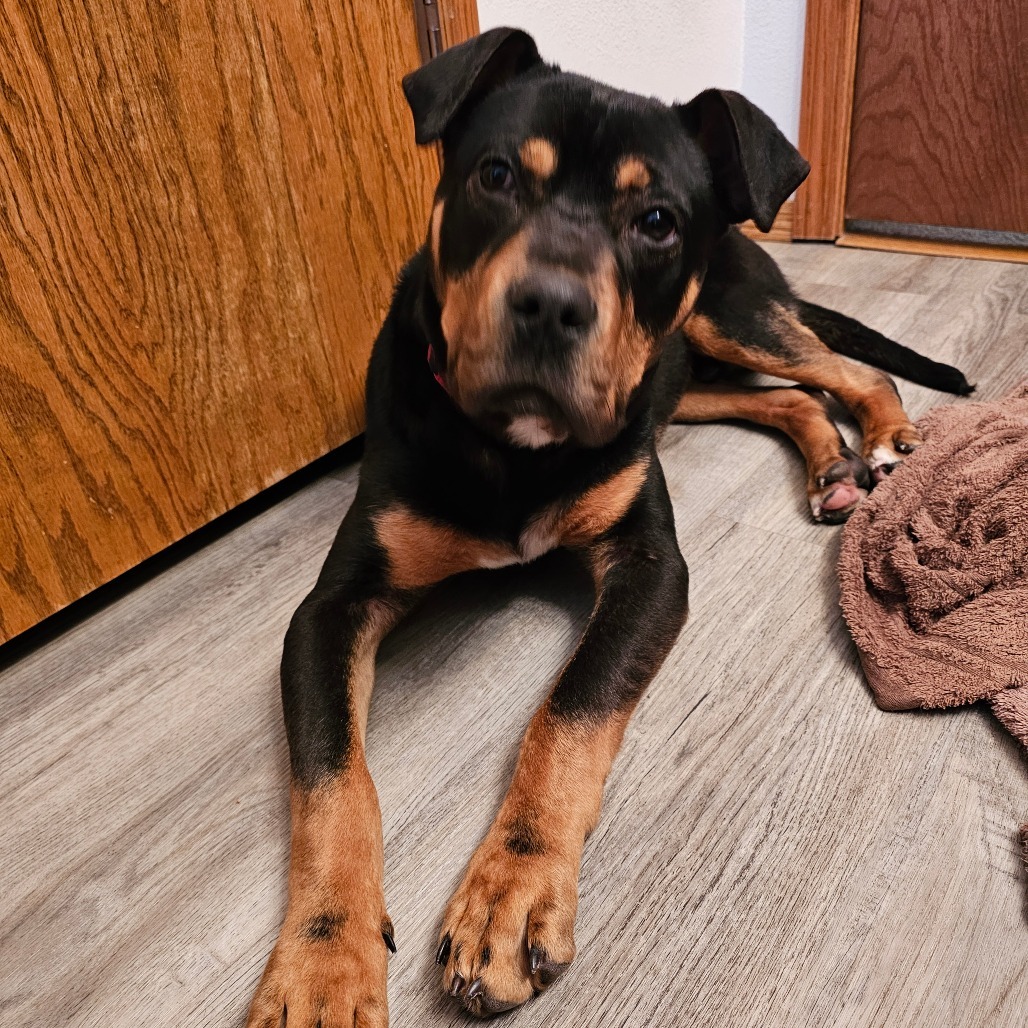 Baxter, an adoptable Mixed Breed in Bismarck, ND, 58507 | Photo Image 1