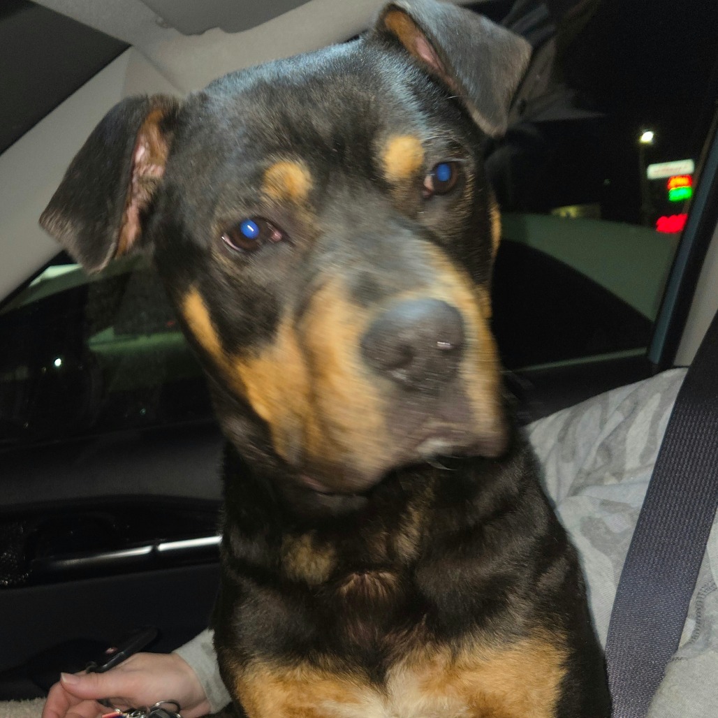 Baxter, an adoptable Mixed Breed in Bismarck, ND, 58507 | Photo Image 2