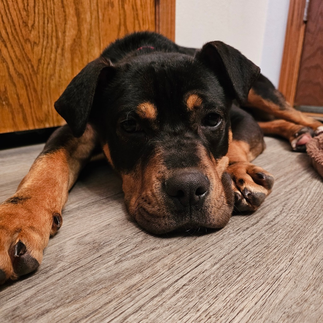 Baxter, an adoptable Mixed Breed in Bismarck, ND, 58507 | Photo Image 3