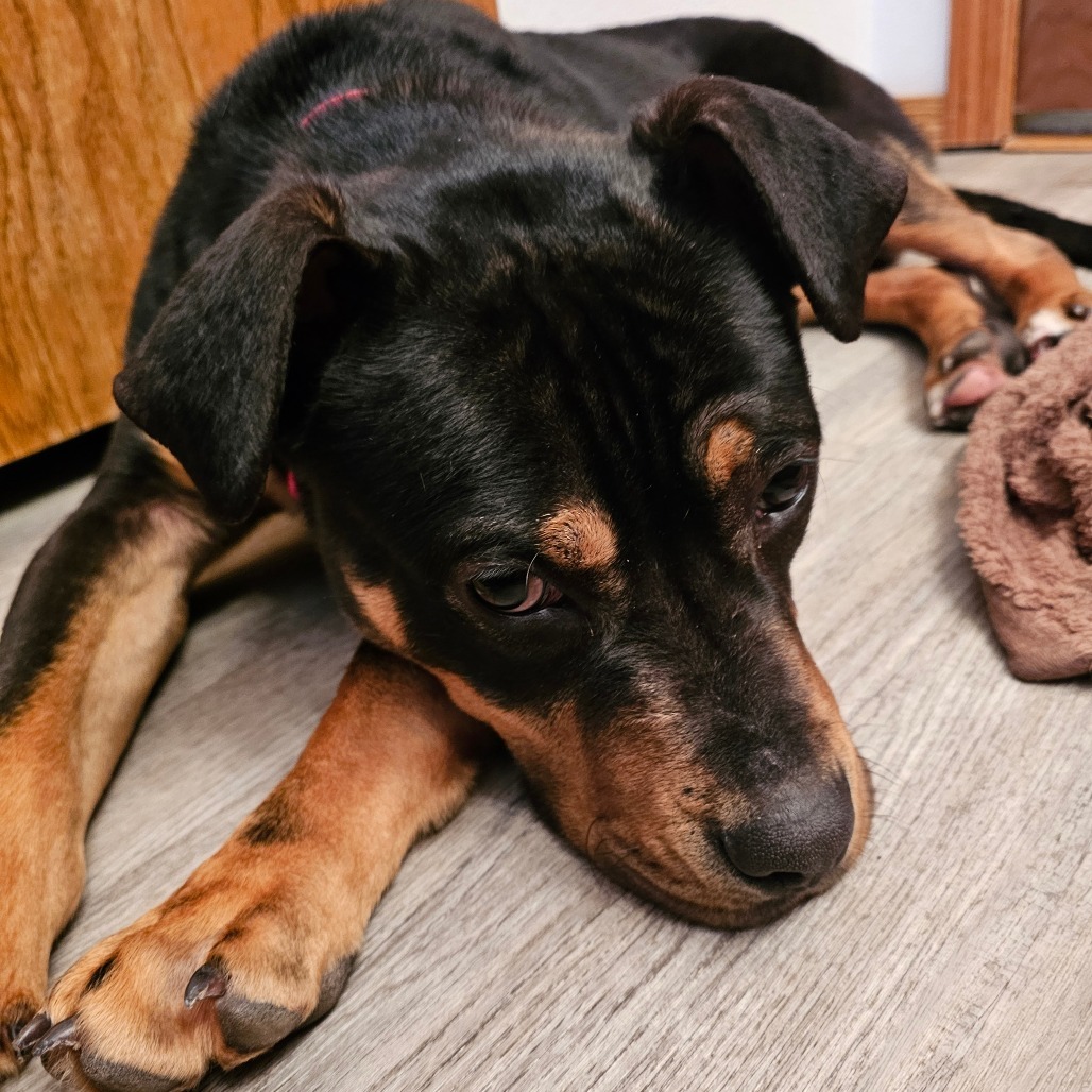 Baxter, an adoptable Mixed Breed in Bismarck, ND, 58507 | Photo Image 4
