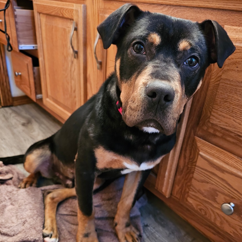 Baxter, an adoptable Mixed Breed in Bismarck, ND, 58507 | Photo Image 5