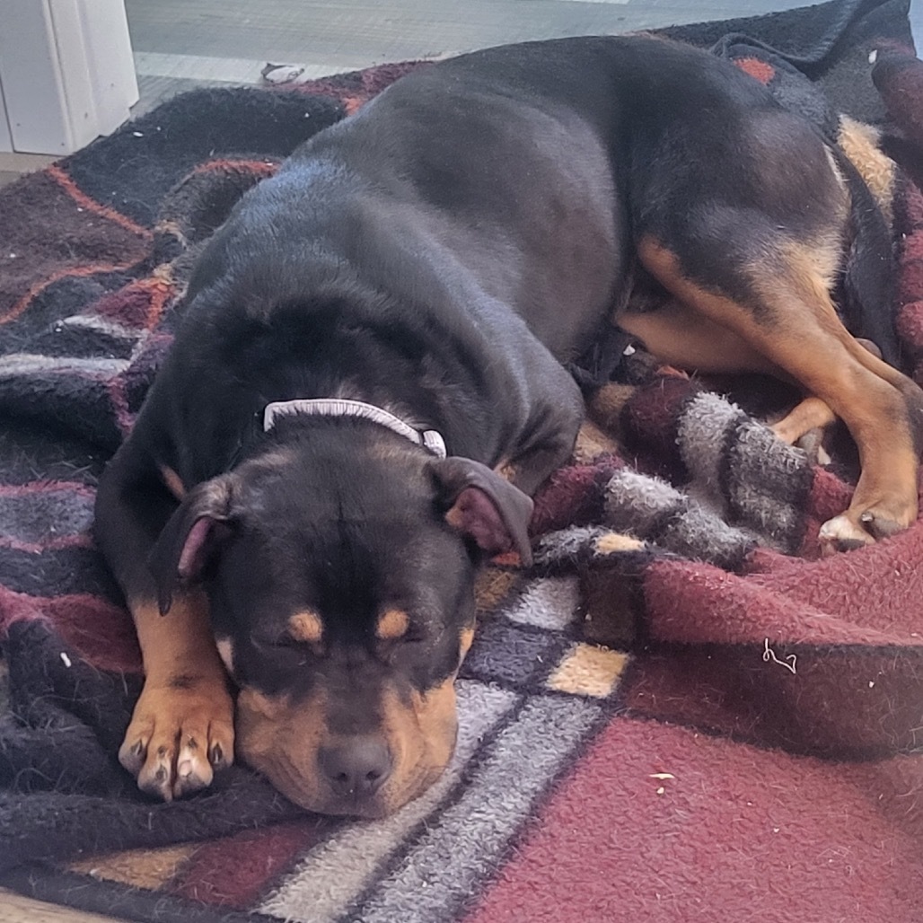 Baxter, an adoptable Mixed Breed in Bismarck, ND, 58507 | Photo Image 6