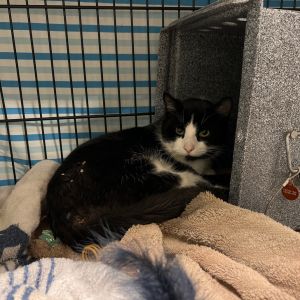 Pax, Adult Male Domestic Short Hair