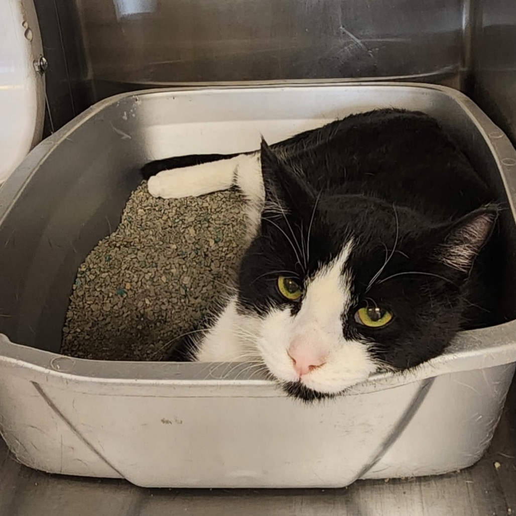 Pax, an adoptable Domestic Short Hair in Bismarck, ND, 58507 | Photo Image 2