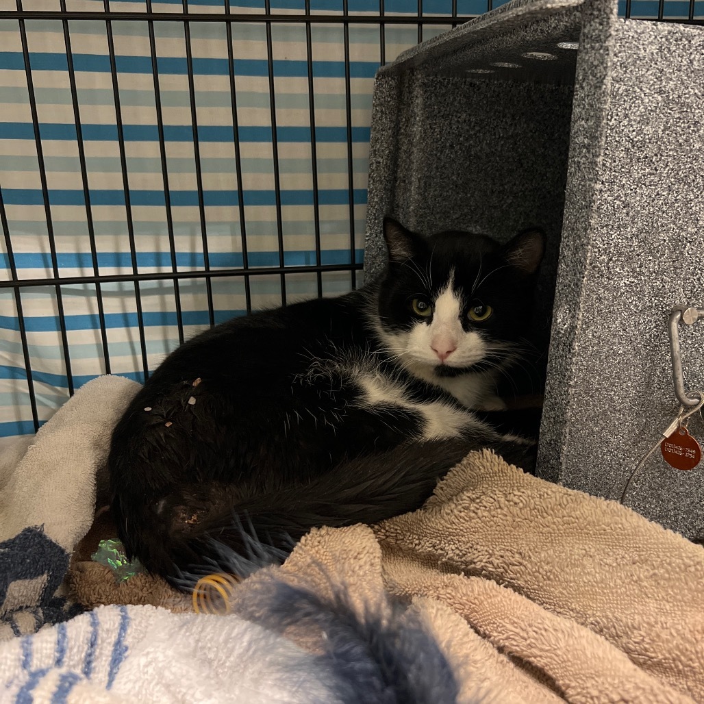 Pax, an adoptable Domestic Short Hair in Bismarck, ND, 58507 | Photo Image 3