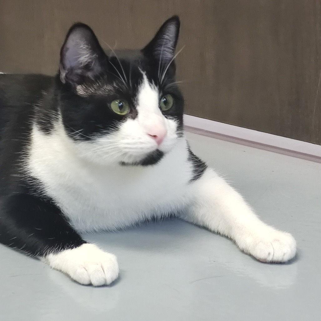 Pax, an adoptable Domestic Short Hair in Bismarck, ND, 58507 | Photo Image 4