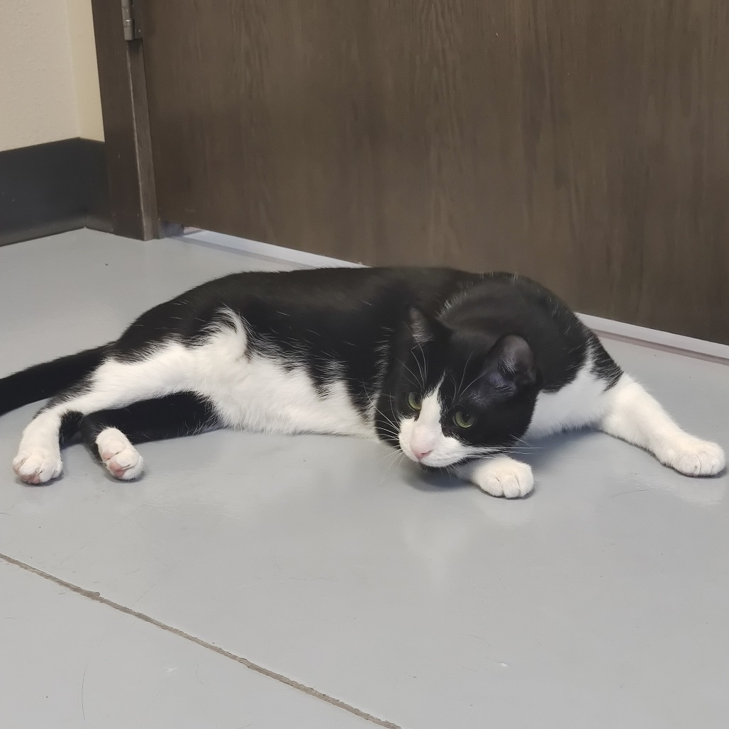 Pax, an adoptable Domestic Short Hair in Bismarck, ND, 58507 | Photo Image 5