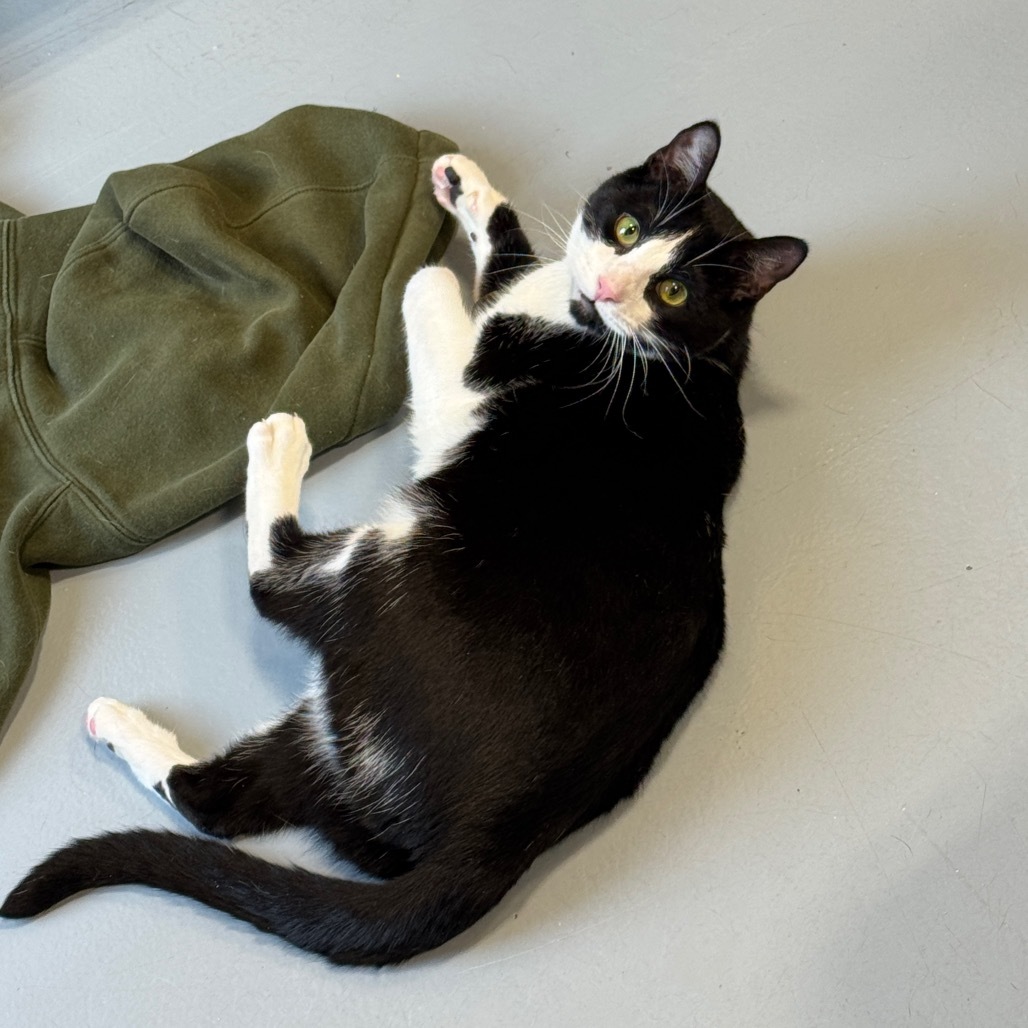 Pax, an adoptable Domestic Short Hair in Bismarck, ND, 58507 | Photo Image 6