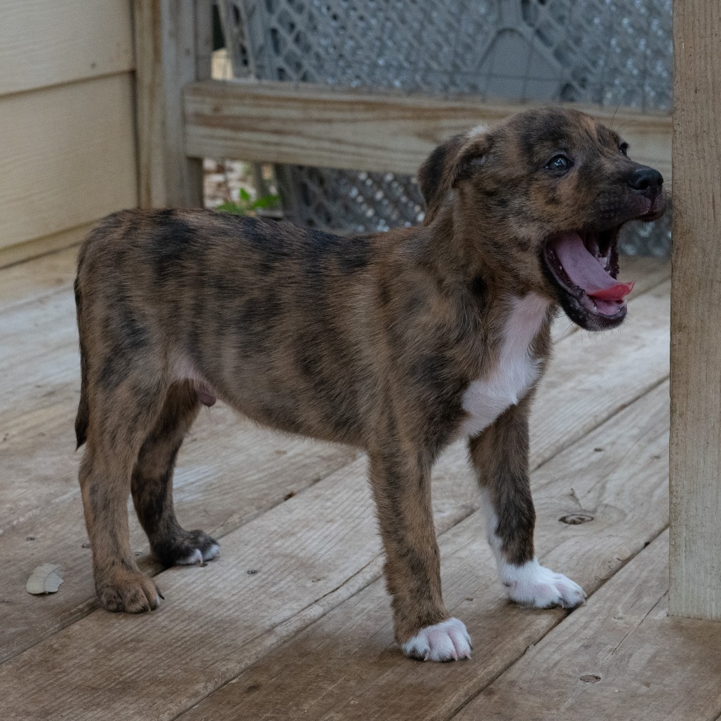 Eli