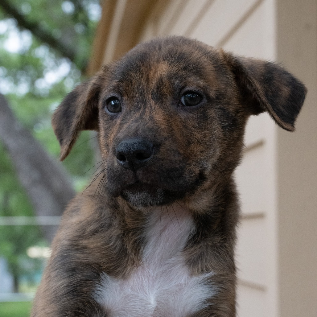 Eli