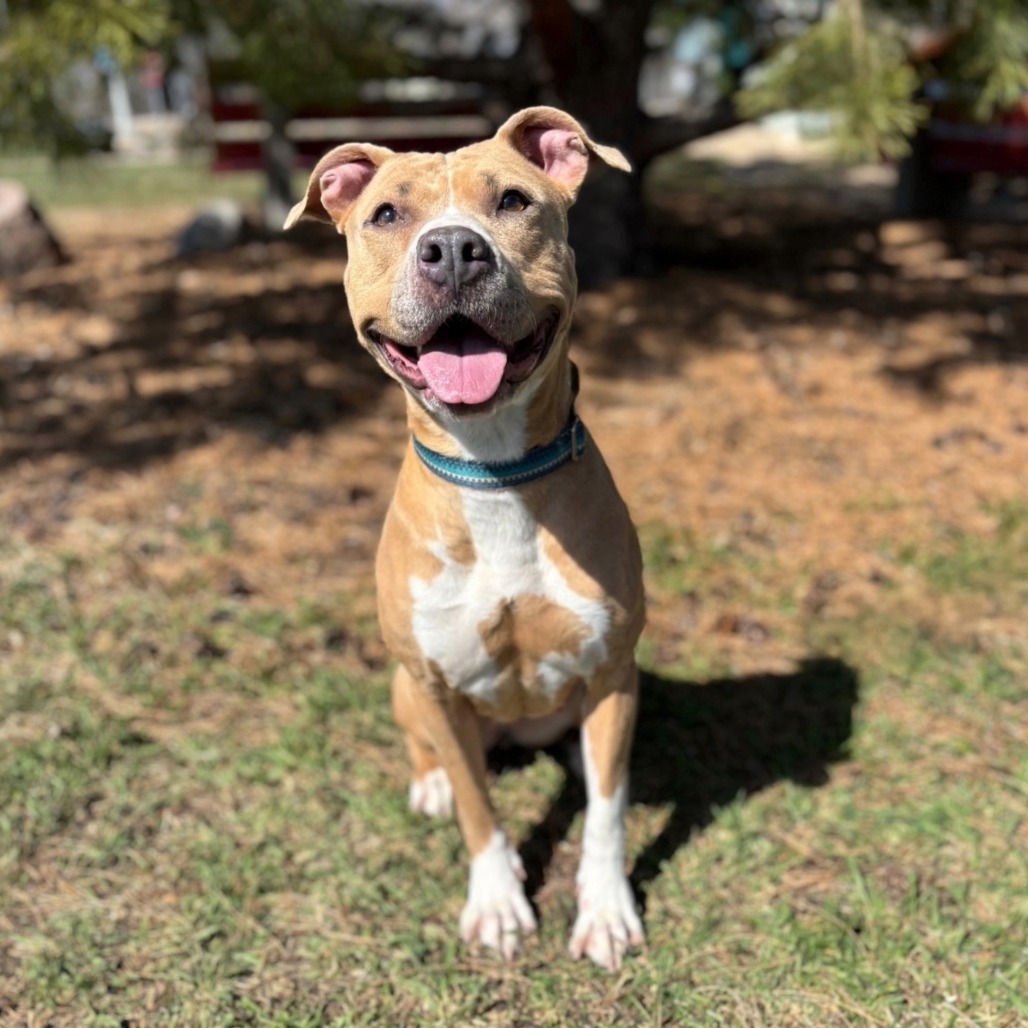 Queenie--In Foster