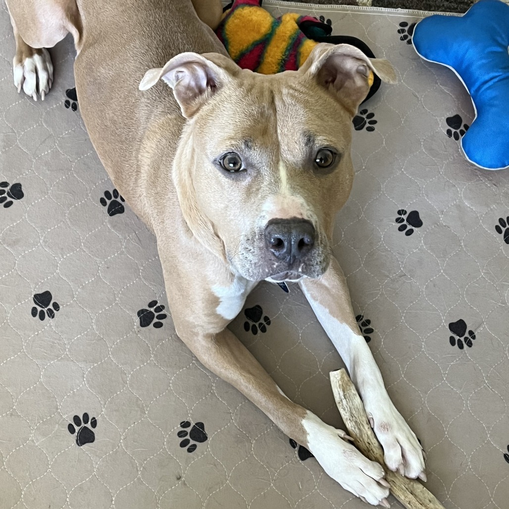 Queenie--In Foster