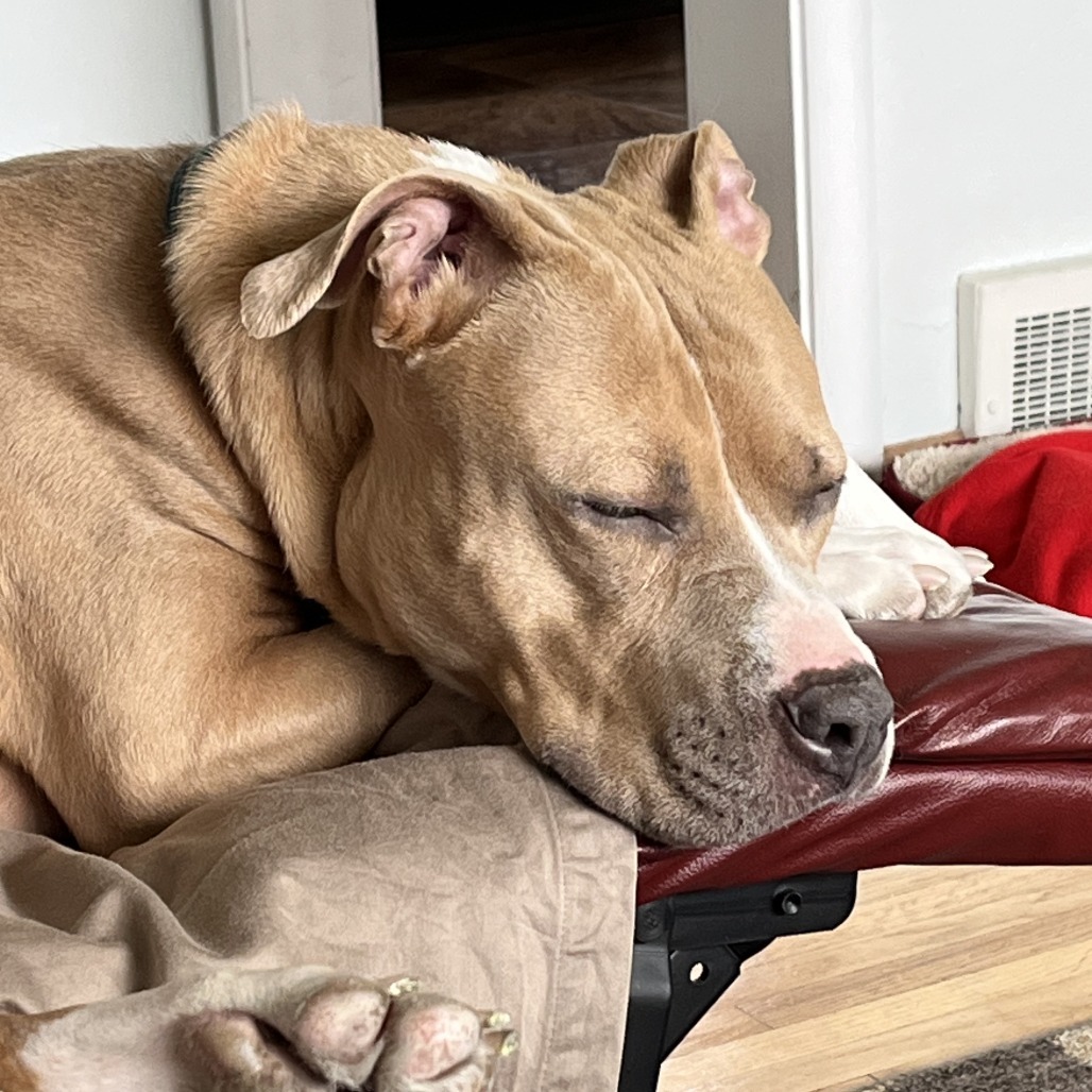 Queenie--In Foster