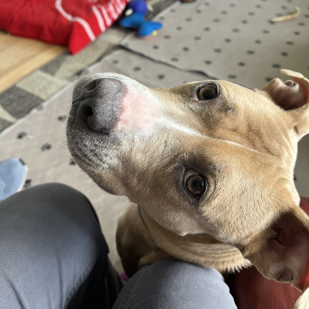 Queenie--In Foster
