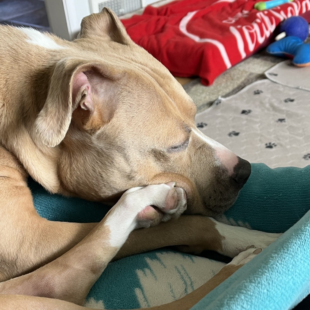 Queenie--In Foster