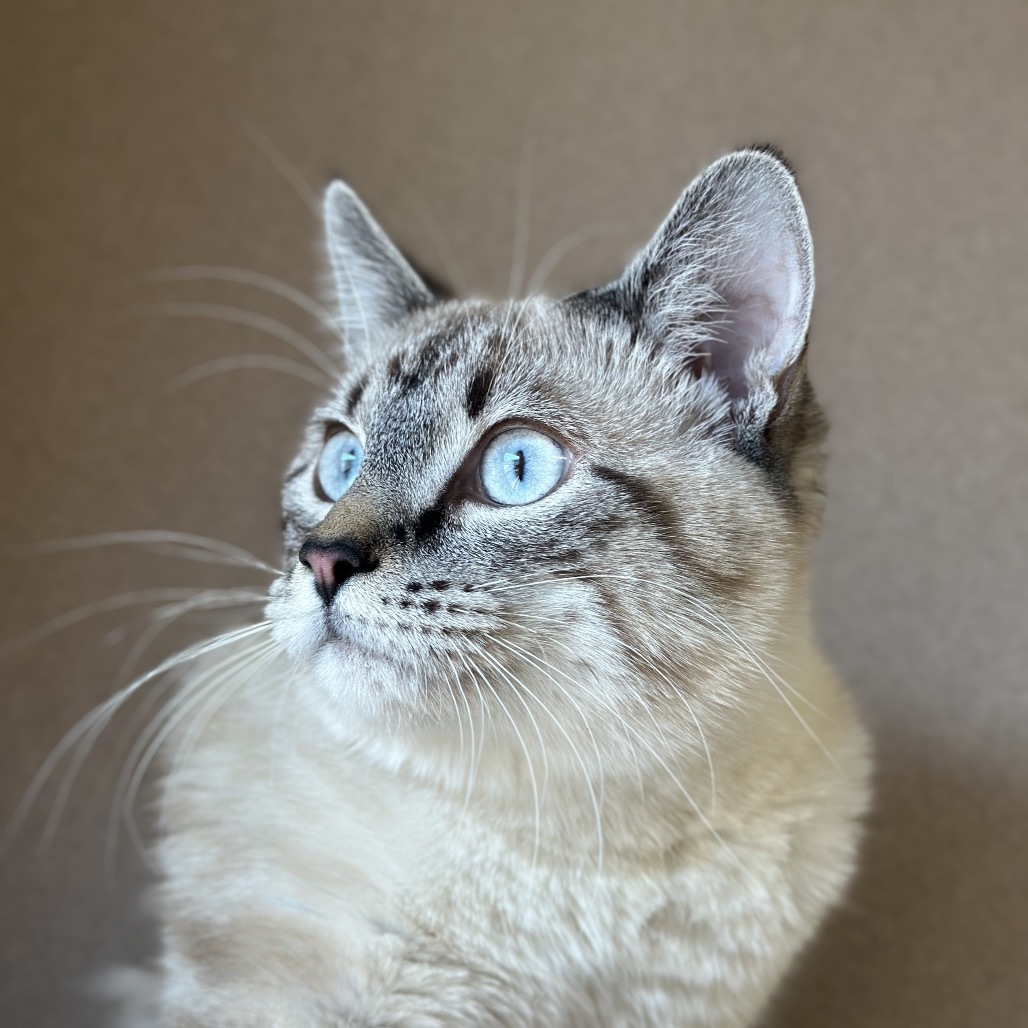Motato, an adoptable Siamese in Lander, WY, 82520 | Photo Image 1