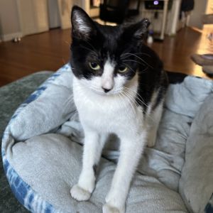 Peek-a-Boo is a petite timid kitty with a heart full of love Though she may start off shy this sw