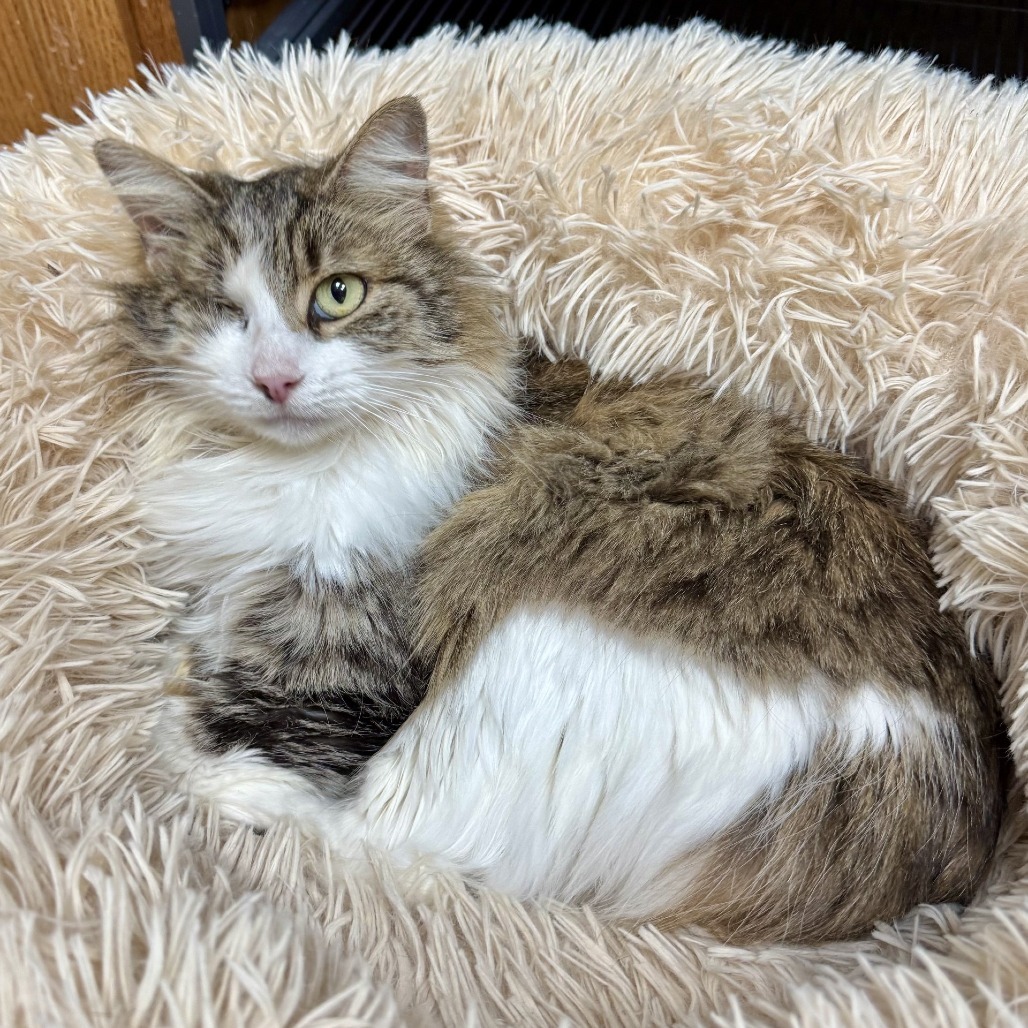 Heidi