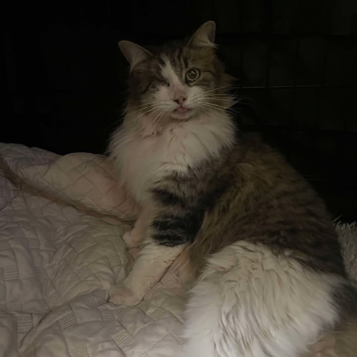 Heidi