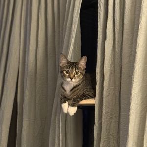 Everly, Young Female Domestic Short Hair