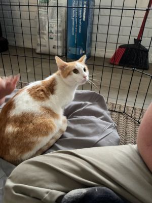 Sherbert, Young Female unknown