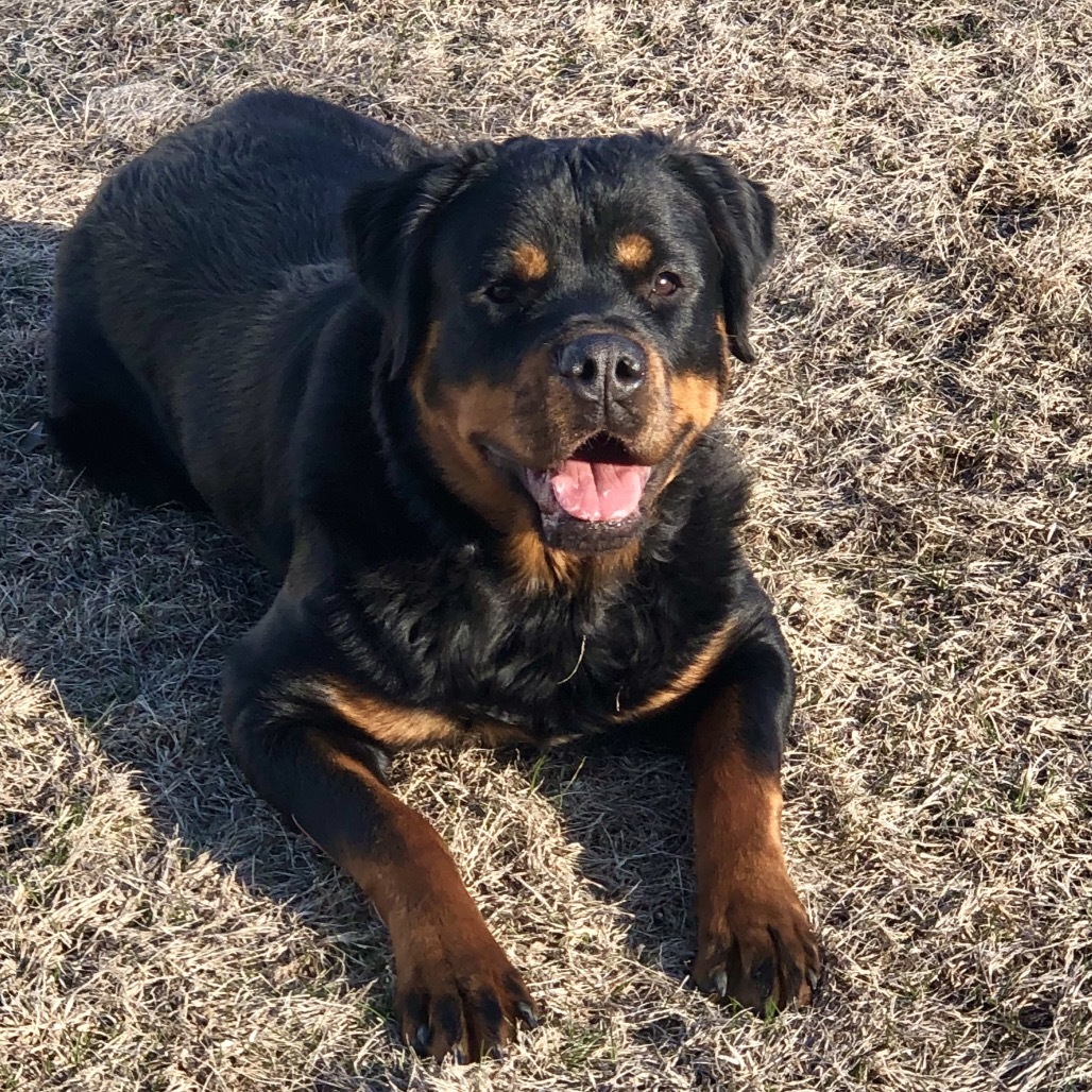 Nala