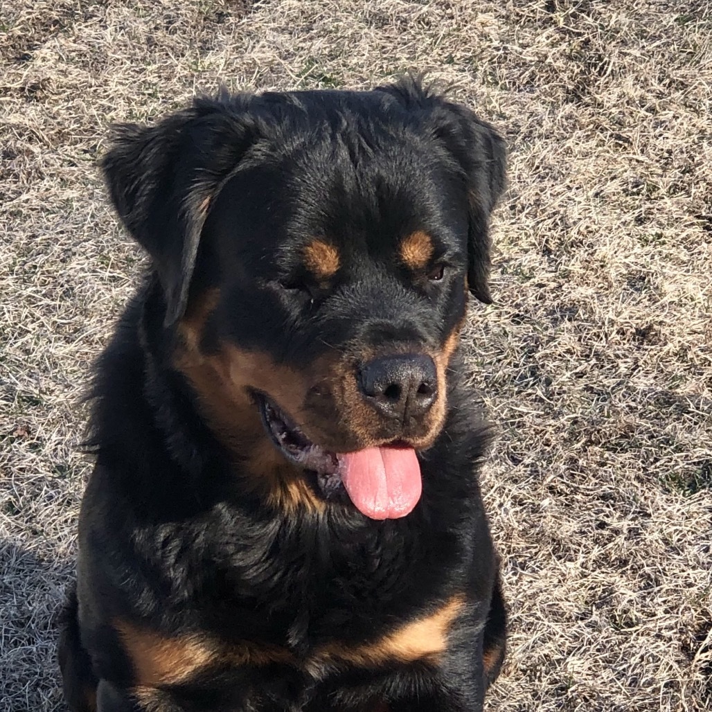 Nala