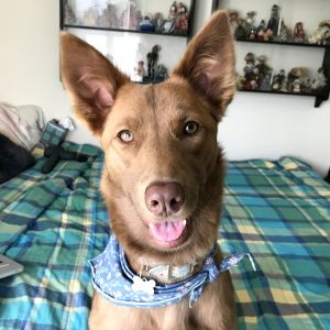 Tanuki is a 60-pound sweetheart with a gentle soul and a cautious nature She may take time to warm 