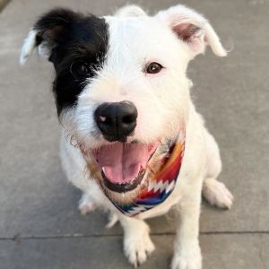 Lola is a 50 lb energetic scruffball This sweet girl is house-trained crate-trained calm in the c