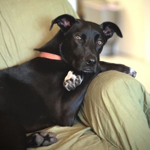 Meet Nyx an extremely handsome 60 lb heartbreaker This young guy is smart playful affectionate 