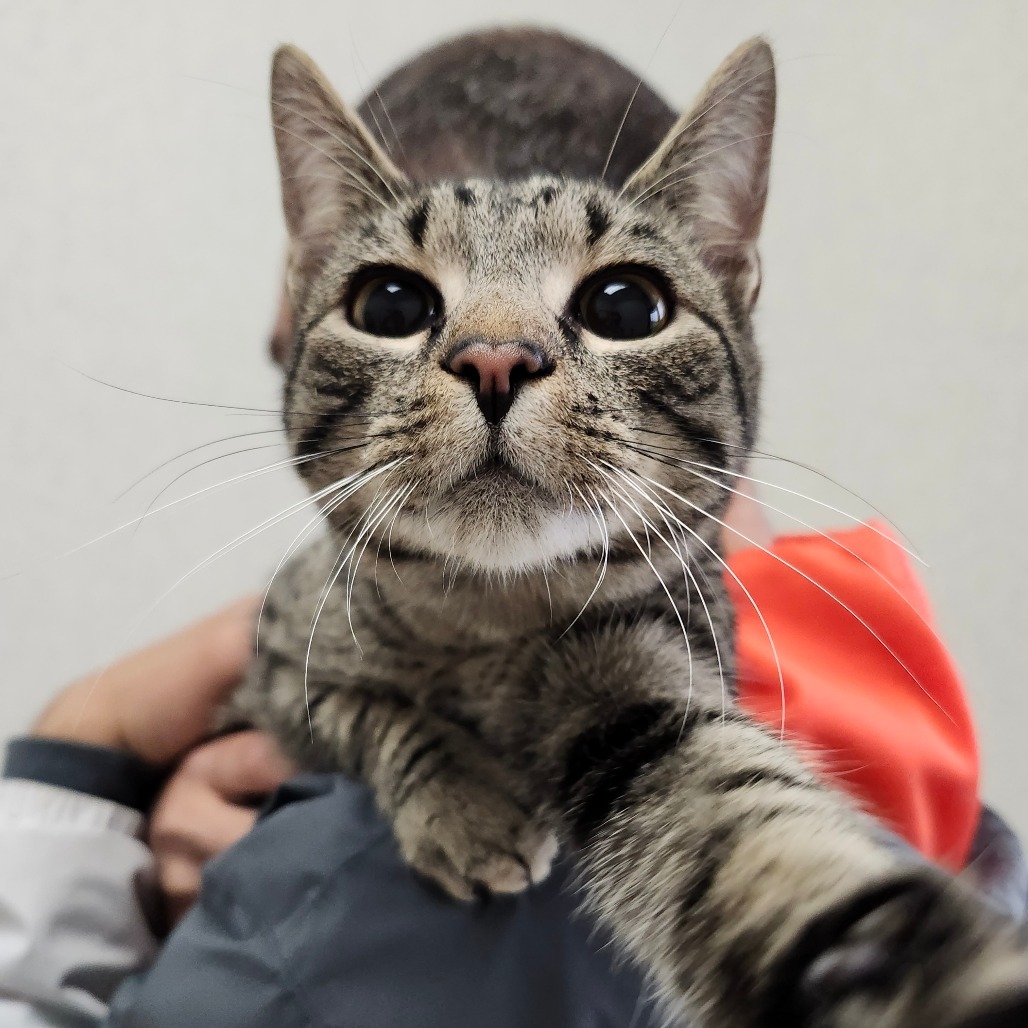 Snickers (Scratchy)