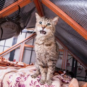 Gary Domestic Medium Hair Cat