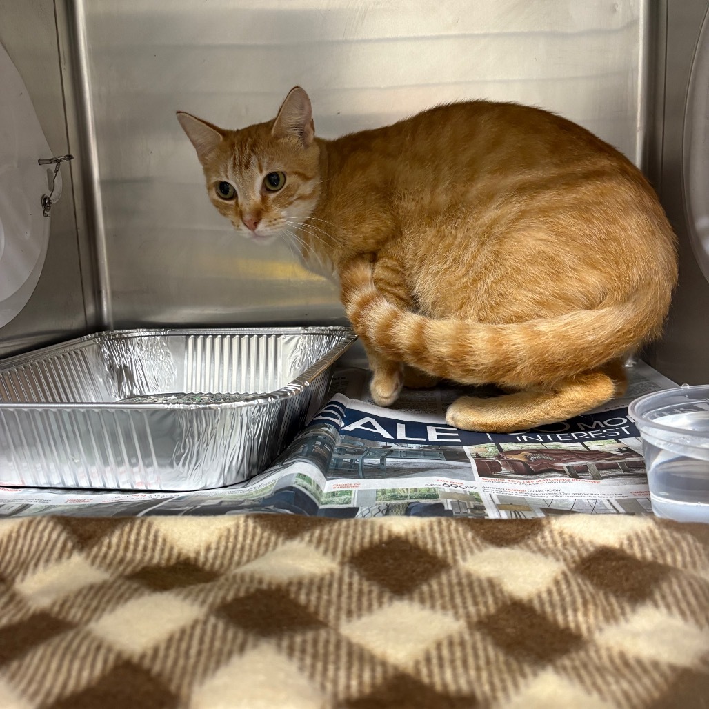 Garfield