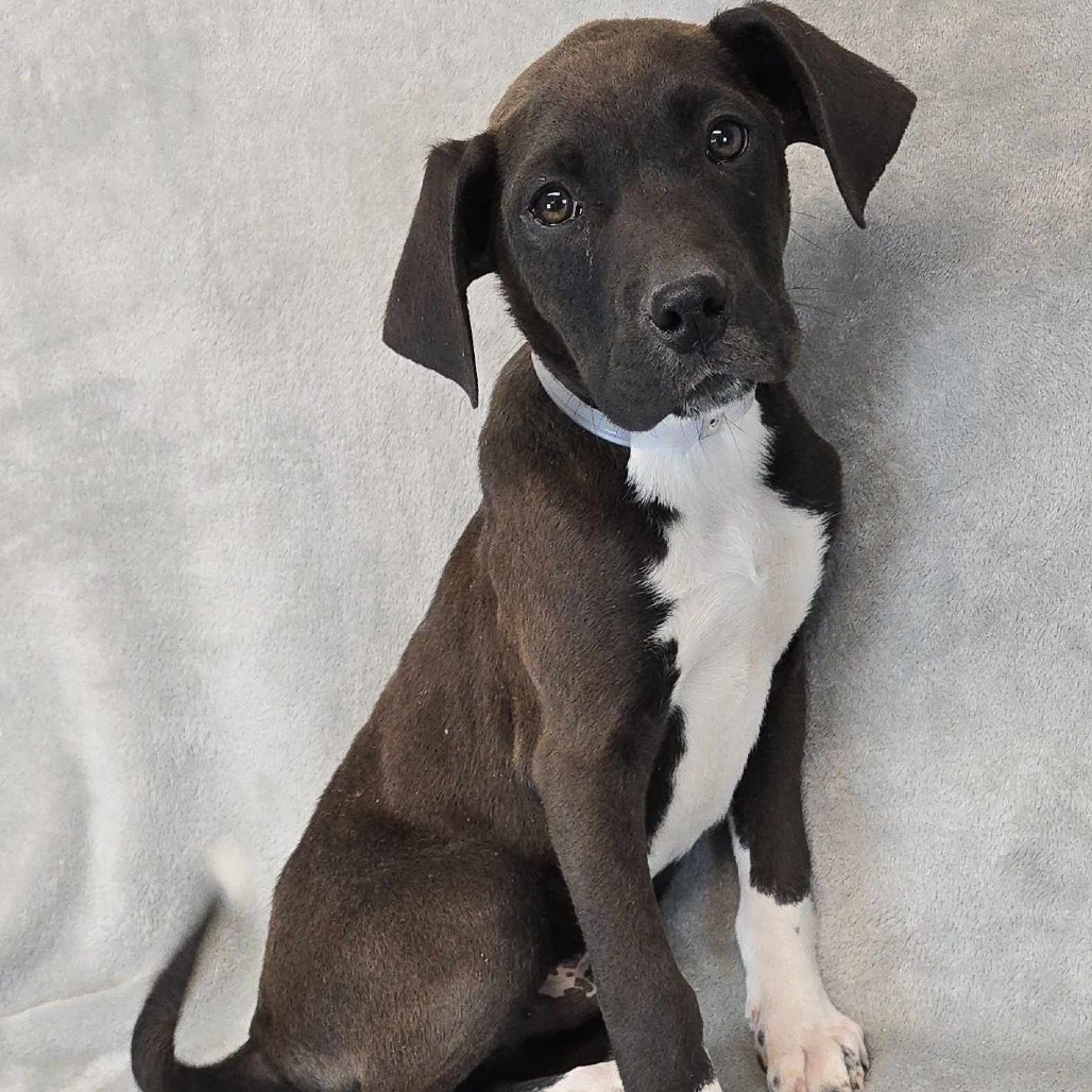Distant *Foster Needed*
