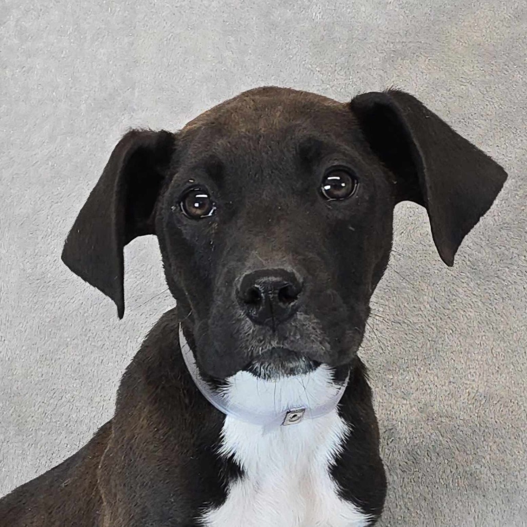 Distant *Foster Needed*