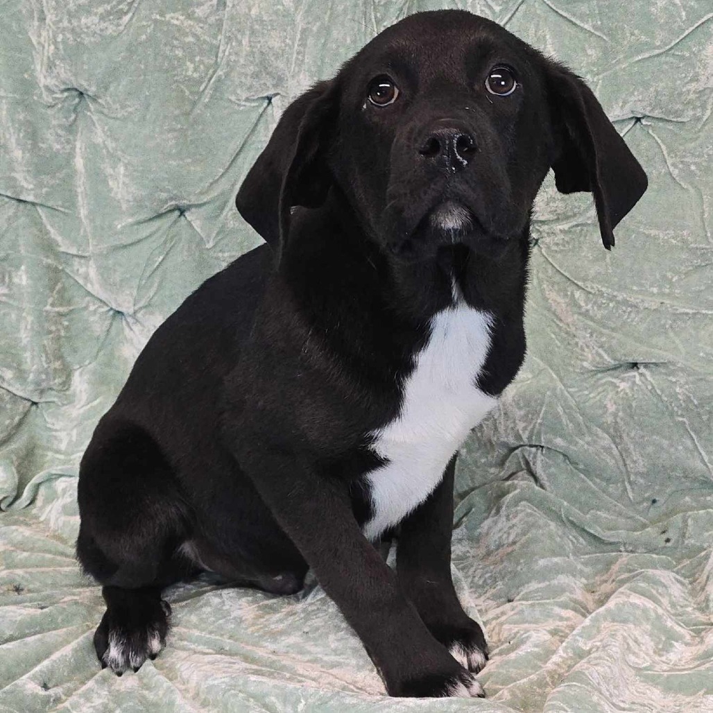 Drive *Foster Needed*