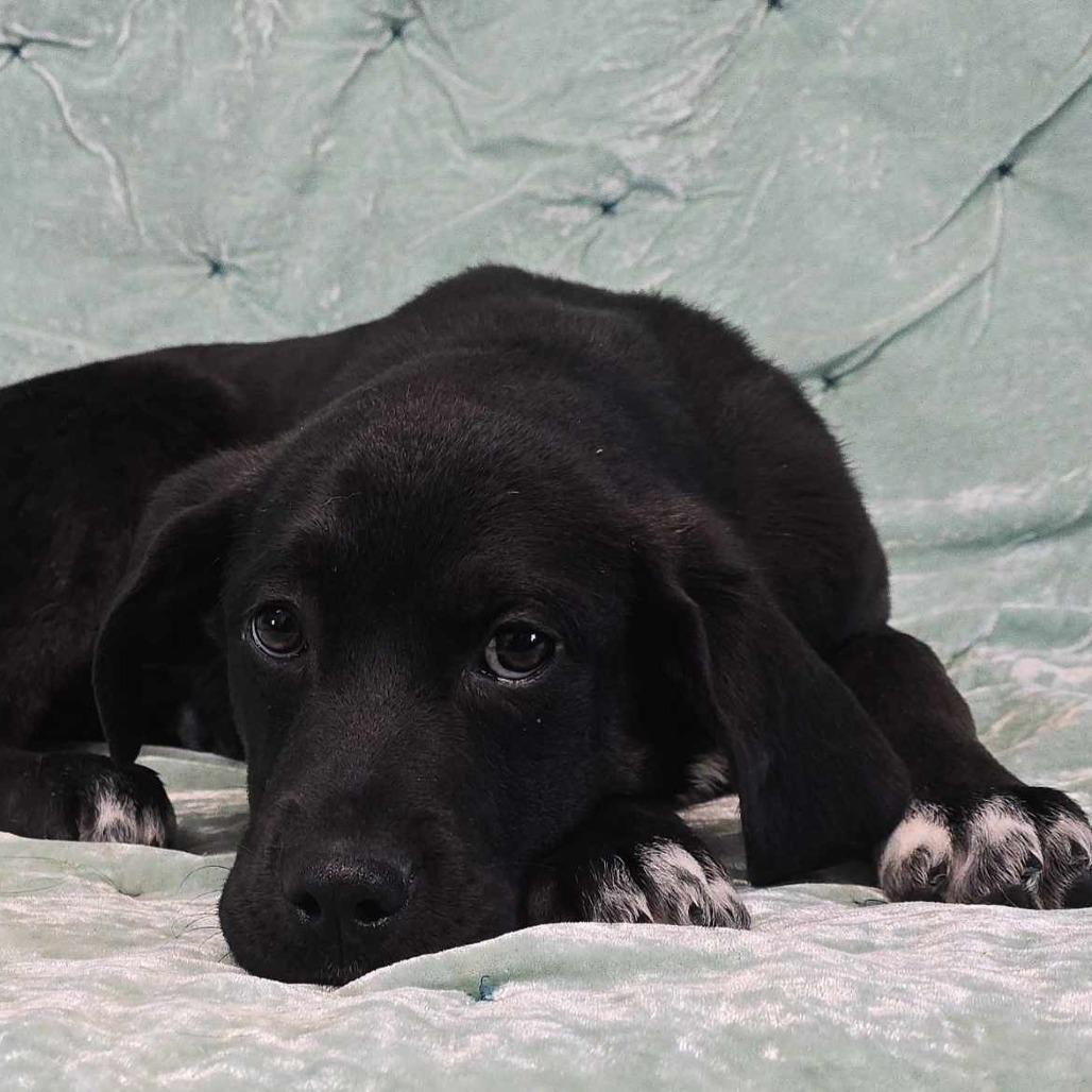 Drive *Foster Needed*