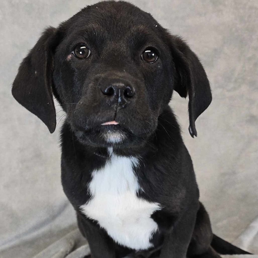 Drive *Foster Needed*