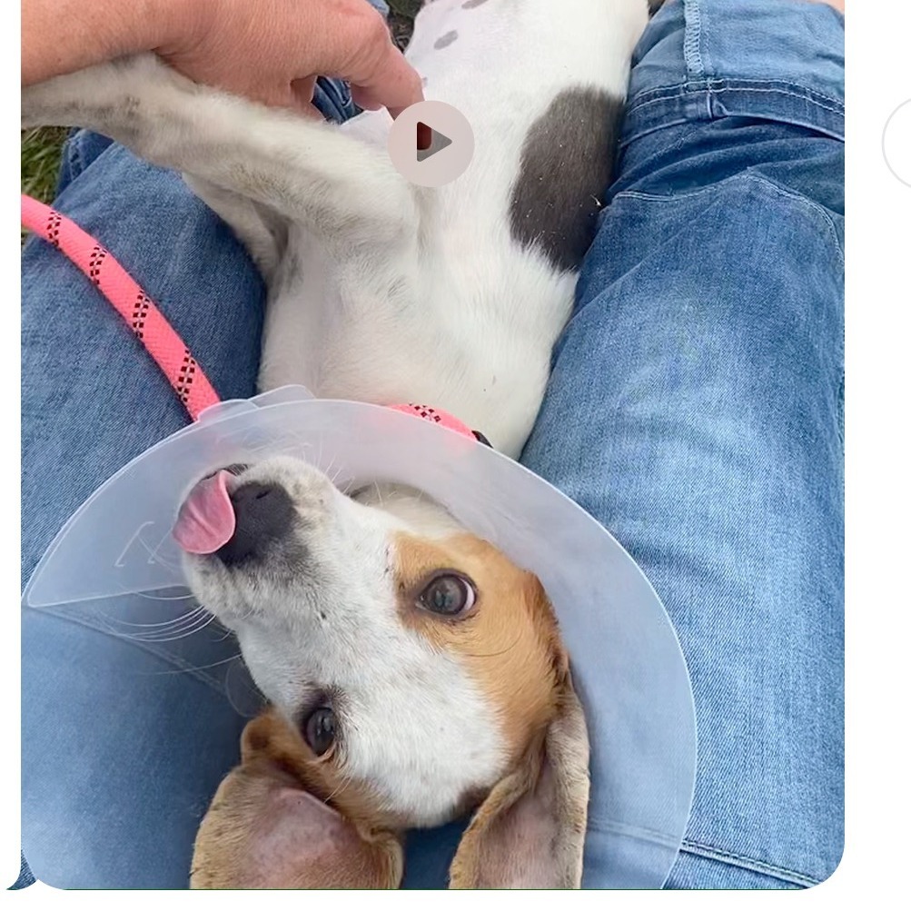 Dottie *Foster Needed*