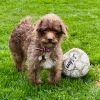 MOSEY now BELLA