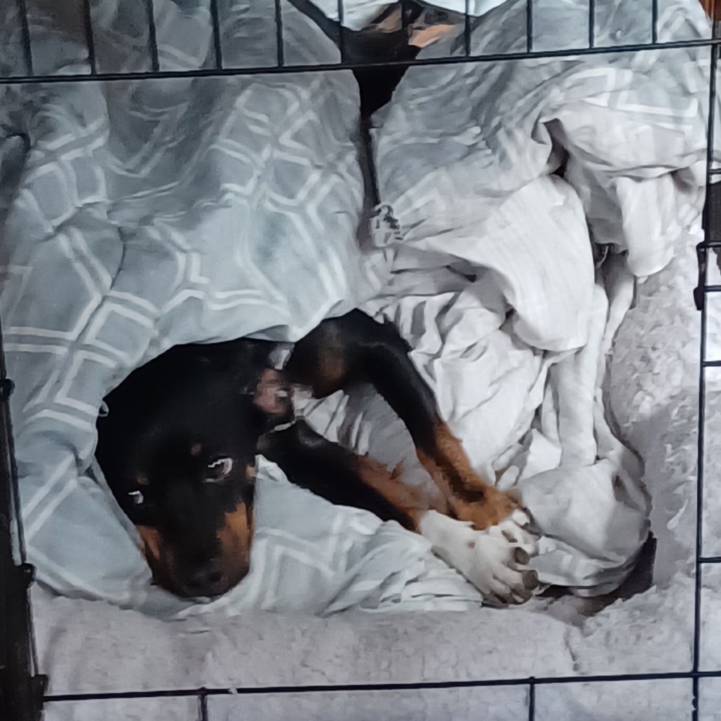 Paco