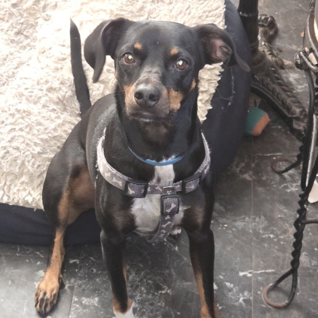 Paco