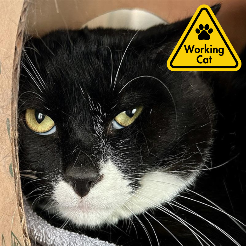 Clyde - Working Cat