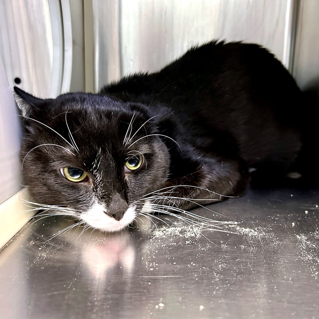 Clyde - Working Cat