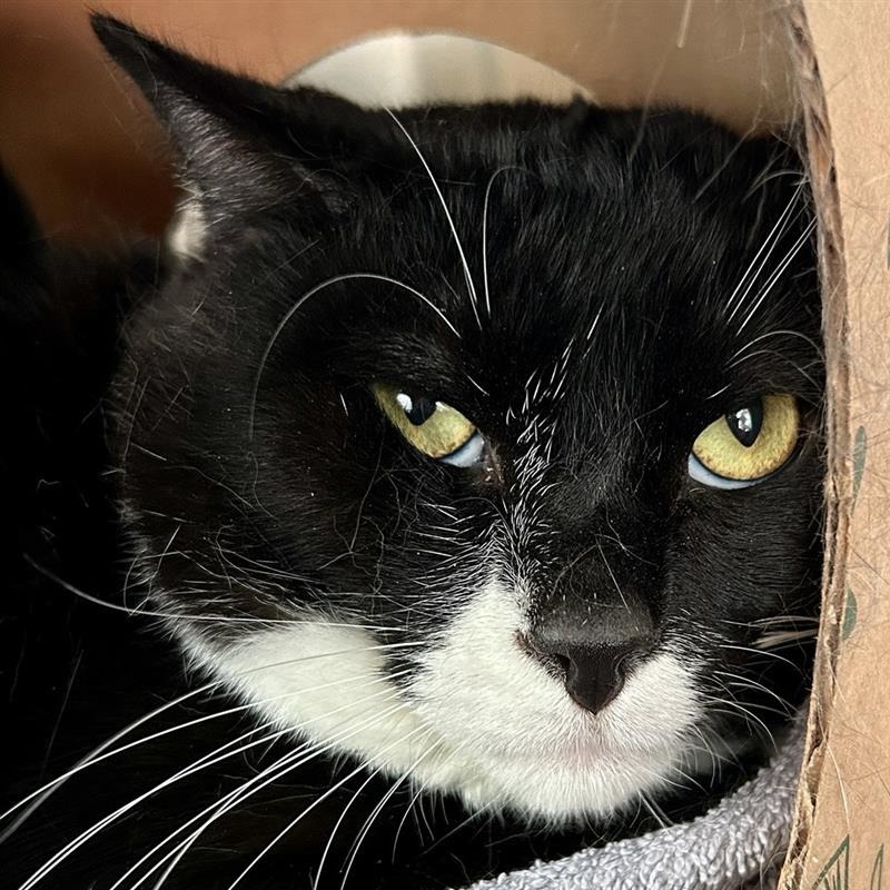 Clyde - Working Cat