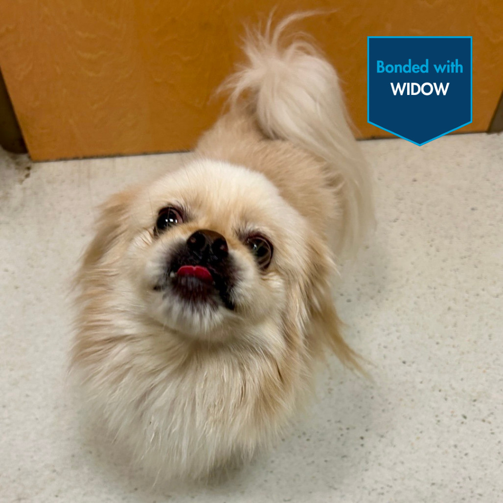Snowball, an adoptable Pekingese in Baltimore, MD, 21211 | Photo Image 1