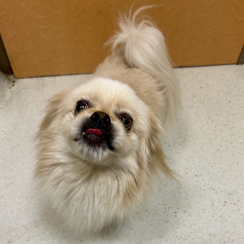 Snowball, an adoptable Pekingese in Baltimore, MD, 21211 | Photo Image 2