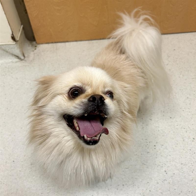Snowball, an adoptable Pekingese in Baltimore, MD, 21211 | Photo Image 3