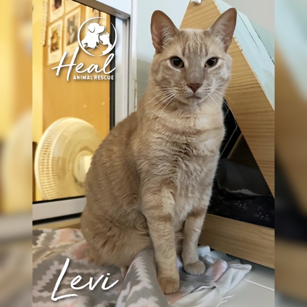 Levi